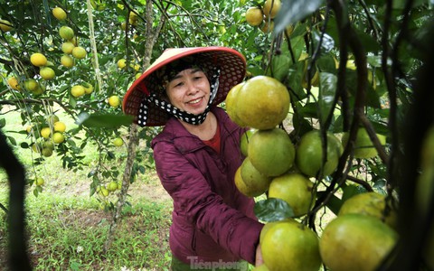 Chiêm ngưỡng vườn cam tiền tỷ sắp vào vụ Tết