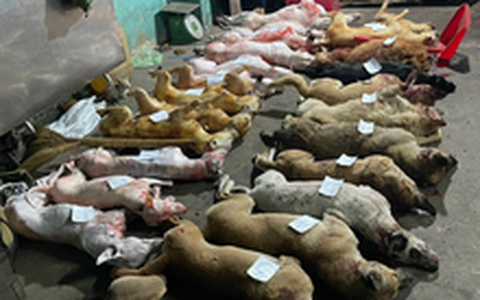 Công an mật phục bắt nóng kẻ trộm chó chuyên nghiệp ở Bình Chánh, TP HCM