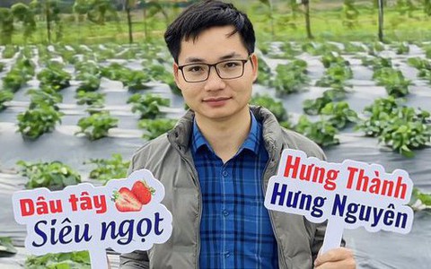Vườn dâu tây chín mọng của chàng trai xứ Nghệ thu hút du khách