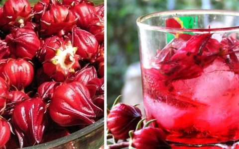 Ai không nên uống atiso?
