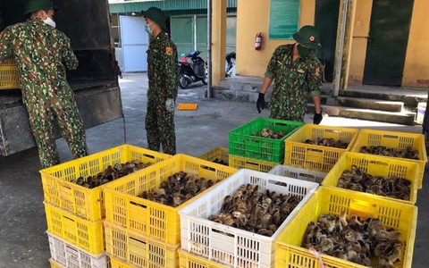 Phát hiện cúm A/H5N1 gây chết người, yêu cầu ‘khóa chặt’ vận chuyển trái phép qua biên giới