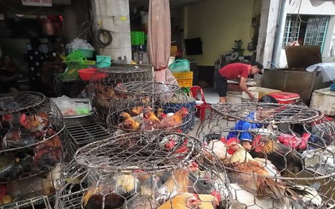 Vô tư mua bán gia cầm '3 không' bất chấp dịch H5N1 đe dọa