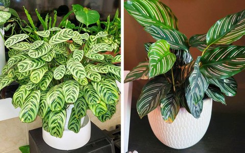 8 loại cây cảnh có thể giúp cân bằng độ ẩm trong nhà của bạn