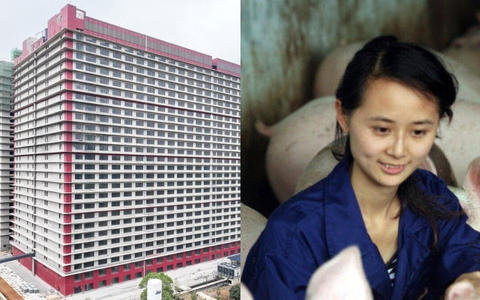 Khan hiếm đất nông nghiệp, Trung Quốc xây 'chung cư' để nuôi lợn với công nghệ tiên tiến, cho ăn cũng bằng dây chuyền hoàn toàn tự động