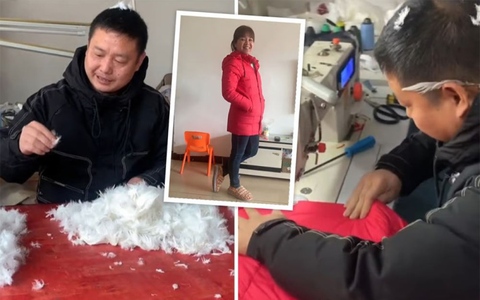Người đàn ông nuôi cả đàn ngỗng chỉ để may áo khoác tặng vợ
