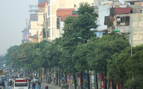 Hà Nội sẽ thay bớt cây hoa sữa vì "mùi hương nồng nặc"