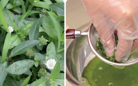 Uống nước nhọ nồi có tốt không?