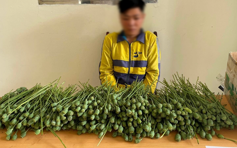 Mang hơn 5kg cây thuốc phiện ra cổng trường đại học bán