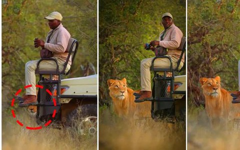 Tại sao sư tử không tấn công người trong xe safari?