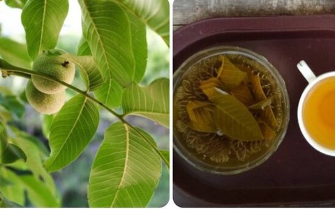 Lá ổi: 'Thần dược' ngăn ngừa ung thư và nhiều lợi ích đối với sức khỏe