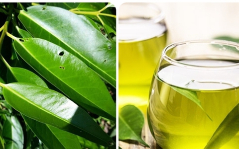 Cách sử dụng lá vối tươi tốt cho sức khỏe