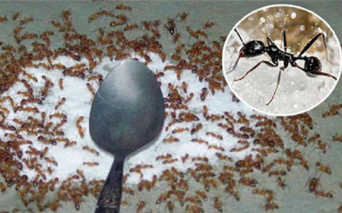 Mẹo đuổi sạch kiến khỏi lọ đường nhanh chóng, hiệu quả