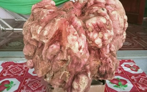 Kỳ lạ củ khoai lang giống chiếc bình vôi, nặng 9 kg ở Nghệ An