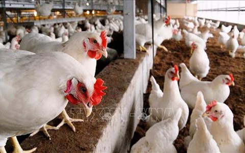 Những cảnh báo ban đầu về khả năng lây lan virus H5N1 ở người