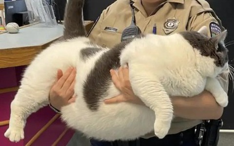 Bé mèo khổng lồ nặng gần 20kg khiến người ta yêu ngay từ cái nhìn đầu tiên
