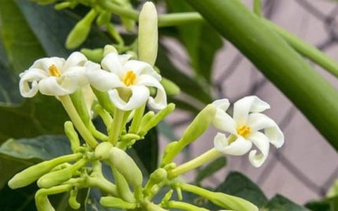 Uống nước sắc lá, hoa đu đủ đực có trị được ung thư?