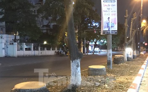 Loạt cau vua cổ thụ giữa Thủ đô bị đốn hạ trong đêm