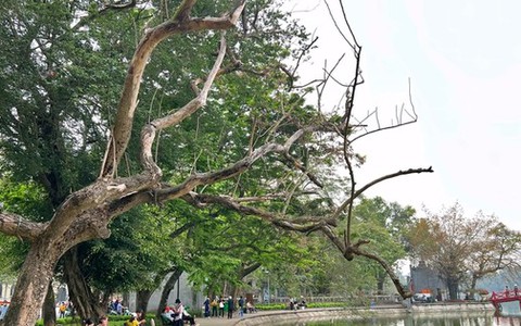 Xử lý 3 cây sưa chết ở khu vực hồ Hoàn Kiếm như thế nào?