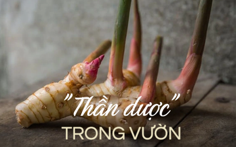 Loại củ có công dụng ngăn ngừa ung thư, khỏe xương khớp