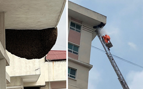 Hải Phòng: Huy động cảnh sát PCCC xử lý tổ ong cực lớn ở khu chung cư 9 tầng