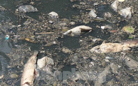 Cá chết, rác thải nổi trên kênh Nhiêu Lộc - Thị Nghè