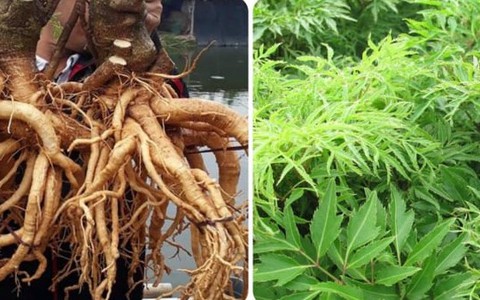 4 tác hại không ngờ của cây đinh lăng nếu dùng sai cách