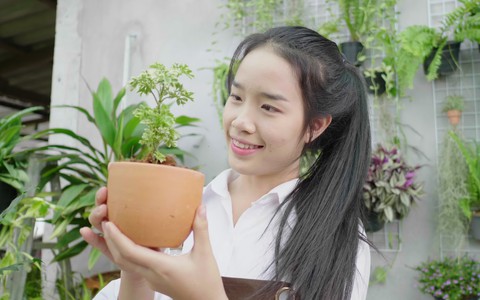  6 loại cây vừa chống muỗi vừa làm đẹp nhà