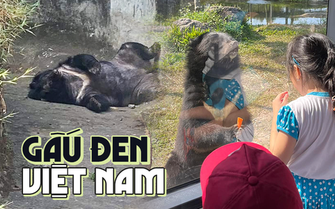 Muốn xem gấu đen ở Việt Nam cần đến những nơi nào?