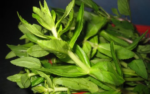 Cây rau ngổ: Công dụng, những bài thuốc tốt cho sức khỏe và lưu ý khi dùng