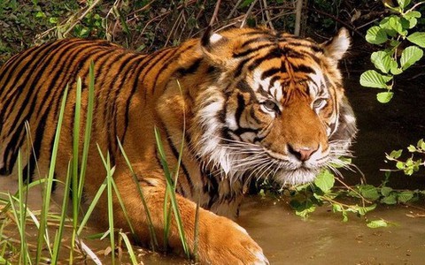 Thông tin mới về nghi vấn phát hiện dấu chân hổ ở Mộc Châu