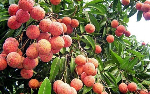 Vải ngọc không hạt cháy hàng, nhà sản xuất trả đơn không kịp
