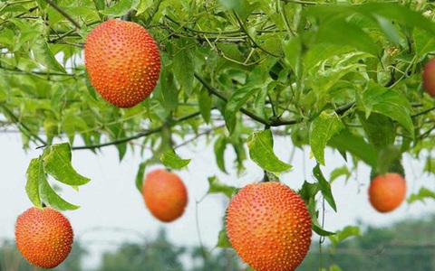 Loại quả mọc dại nhiều tại Việt Nam được thế giới công nhận rất tốt cho sức khỏe