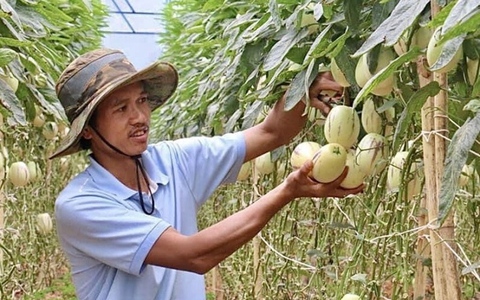 Phát sốt với dưa hấu tí hon 10 mùi trồng ở Đà Lạt, đắt hàng như tôm tươi