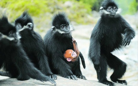 Voọc đen má trắng quý hiếm bất ngờ tấn công người, gây thương tích