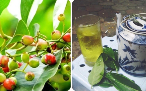 Những ai không nên uống nước vối?