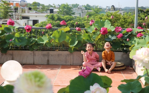 Người phụ nữ Hà Nội biến sân thượng thành vườn sen đẹp như mơ