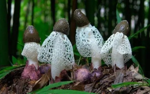 Việt Nam có loại nấm quý chỉ tồn tại 10 tiếng đồng hồ mà Trung Quốc săn lùng: Giá tiền triệu một cân!