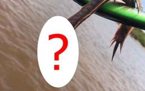 Đang câu cá, người đàn ông hoang mang khi kéo lên một 'con rồng' không mắt