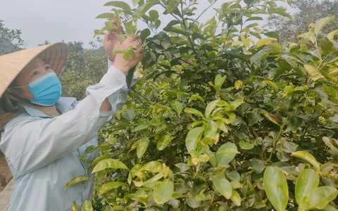 Loại lá quen thuộc giúp đời sống nông dân ở Nghệ An khởi sắc