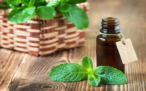Tinh dầu bạc hà trị nhức đầu, buồn nôn nhưng khi dùng cần lưu ý