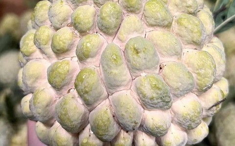 Loại trái cây được đấu giá 100 – 220 triệu đồng/quả: Chuyên gia liệt kê những công dụng tuyệt vời