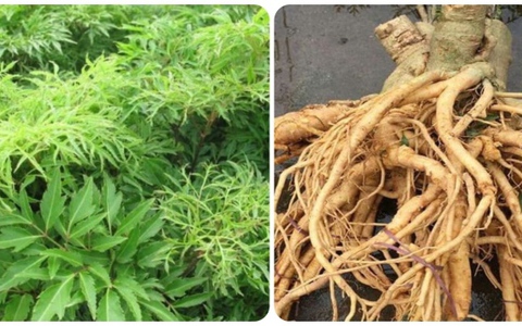 Tác hại của cây đinh lăng và những người không nên uống nước đinh lăng