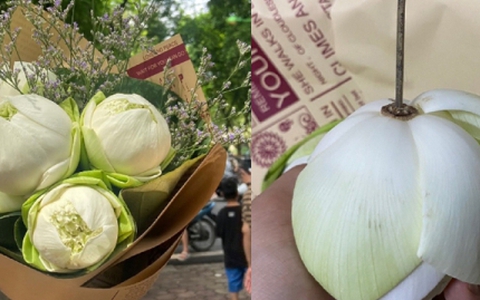 Dân mạng mách nhau cẩn thận kẻo mua phải hoa sen giả khi chụp ảnh thu Hà Nội
