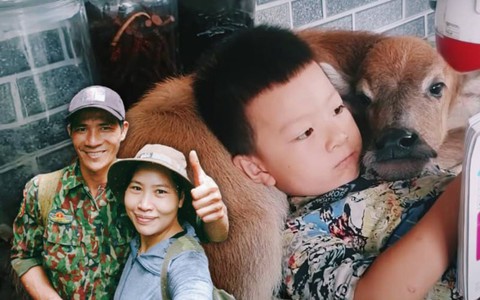 Chuyện thật khó tin về chú nghé bị bỏ rơi được cứu sống và trở thành "con nuôi" của vợ chồng thợ rừng Yên Tử