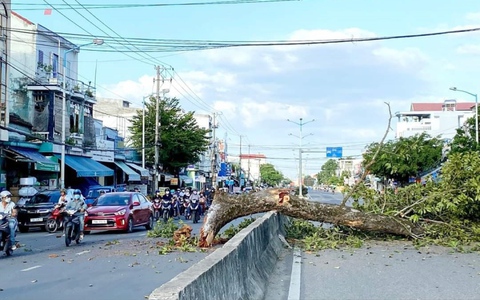 Cành dài 7m của cây di sản hơn 300 tuổi rơi giữa đường
