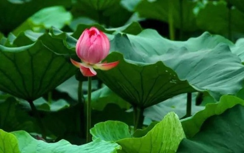 Một nắm lá sen khô là liều thuốc chữa bách bệnh, không khác gì có báu vật trong tay