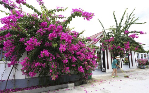 Những cổng hoa giấy khoe sắc rực rỡ ở xã nông thôn mới