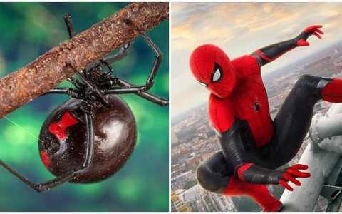 Cho nhện cắn để trở thành Spider-Man, cậu bé 8 tuổi phải nhập viện