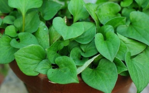 Tác hại của rau diếp cá nếu dùng sai cách