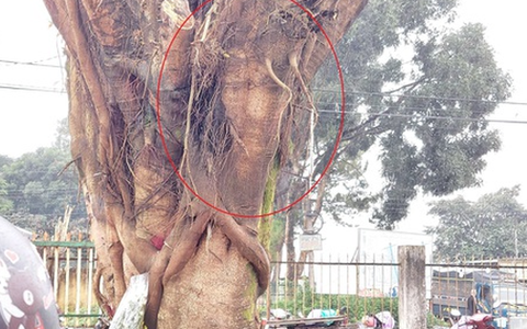 Đưa cây có hình mặt người từ chợ về trồng tại nhà thờ